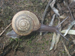 Helminthoglypta
