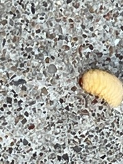 Scyphophorus acupunctatus