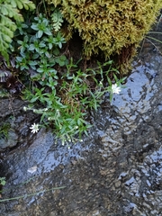 Cerastium morrisonense
