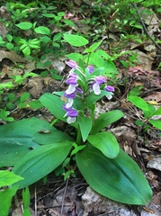 Galearis spectabilis