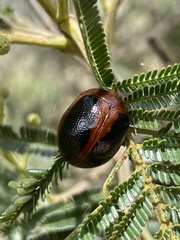 Dicranosterna immaculata