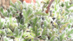 Selaginella dregei