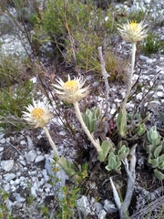 Syncarpha speciosissima