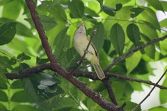 Pachysylvia aurantiifrons