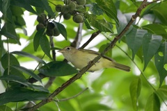 Pachysylvia aurantiifrons