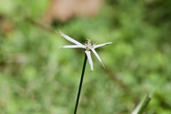 Rhynchospora colorata