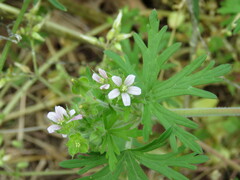 Geranium carolinianum