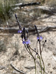 Comesperma calymega