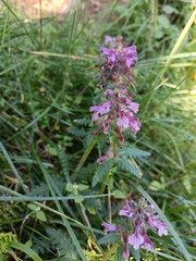 Pedicularis refracta