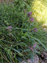 Pedicularis refracta