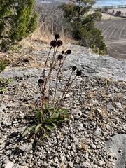 Rudbeckia missouriensis