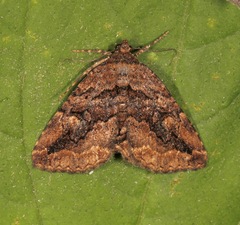 Zaleops umbrina