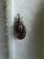 Neocyba metrosideros