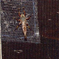 Dolopus simulans