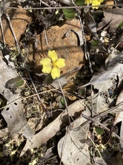 Goodenia hederacea