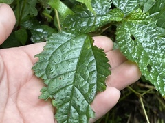 Elatostema cyrtandrifolium