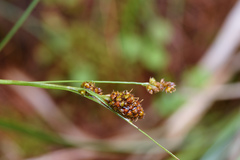 Luzula taiwaniana