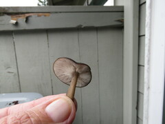 Pluteus exilis