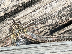 Cryptoblepharus