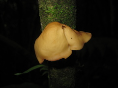 Mycobonia flava