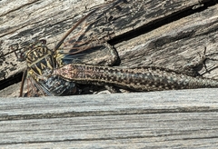 Cryptoblepharus