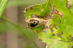 Acroceuthes metaxanthana