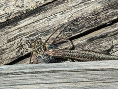Cryptoblepharus