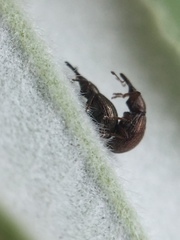 Neocyba metrosideros