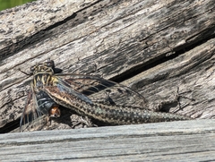 Cryptoblepharus
