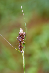 Luzula taiwaniana