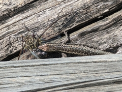 Cryptoblepharus