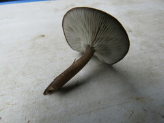 Pluteus exilis