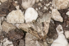 Mesoligia furuncula