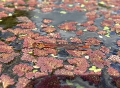 Xanthocnemis zealandica