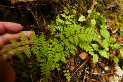 Hypolepis rufobarbata