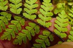 Hypolepis rufobarbata