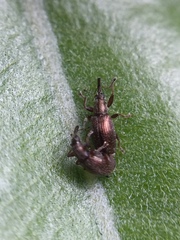 Neocyba metrosideros