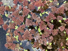 Azolla pinnata