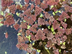 Azolla pinnata