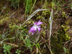 Dianthus pygmaeus