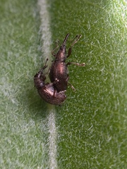 Neocyba metrosideros