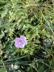 Geranium hayatanum