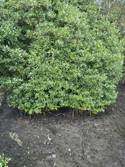 Rhizophora apiculata