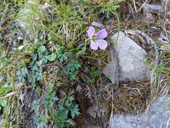 Geranium hayatanum