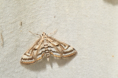 Parapoynx badiusalis