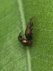 Neocyba metrosideros