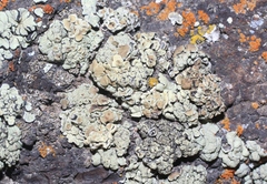 Rhizoplaca chrysoleuca