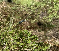 Austrolestes colensonis