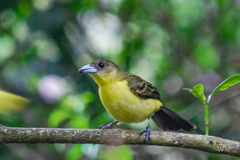 Ramphocelus flammigerus icteronotus