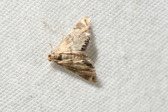 Eoparargyractis plevie